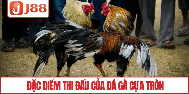 Đặc điểm thi đấu của Đá gà cựa tròn
