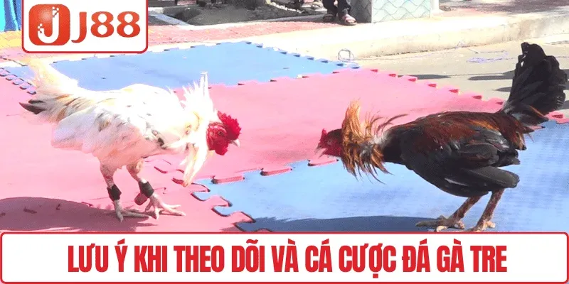 Lưu ý khi theo dõi và cá cược đá gà tre