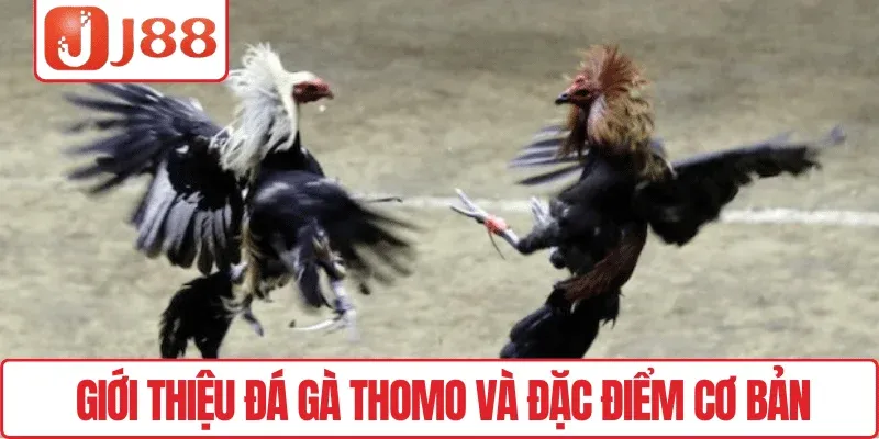 Giới thiệu Đá gà Thomo và đặc điểm cơ bản
